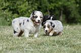 BERGER AUSTRALIEN PUPPIES 334